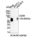 CD80 Antibody in Western Blot (WB)