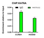 MOZ Antibody in ChIP Assay (ChIP)