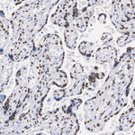 MOZ Antibody in Immunohistochemistry (Paraffin) (IHC (P))