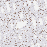 MOZ Antibody in Immunohistochemistry (Paraffin) (IHC (P))