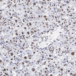 MOZ Antibody in Immunohistochemistry (Paraffin) (IHC (P))
