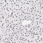 MOZ Antibody in Immunohistochemistry (Paraffin) (IHC (P))