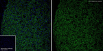 DRD2 Antibody in Immunohistochemistry (Frozen) (IHC (F))