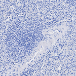 DRD2 Antibody in Immunohistochemistry (Paraffin) (IHC (P))