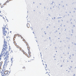 DRD2 Antibody in Immunohistochemistry (Paraffin) (IHC (P))