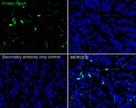 recA Recombinant Rabbit Monoclonal Antibody (PSH09-96)