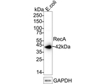 recA Antibody in Western Blot (WB)
