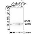 SCO2 Antibody in Western Blot (WB)