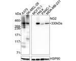 NG2 Antibody in Western Blot (WB)