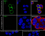 TIM-3 Antibody in Immunocytochemistry (ICC/IF)