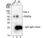 TIM-3 Antibody in Immunoprecipitation (IP)