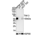 TIM-3 Antibody in Western Blot (WB)