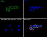 CD40 Antibody in Immunocytochemistry (ICC/IF)