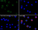 CD40 Antibody in Immunocytochemistry (ICC/IF)