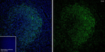 CD40 Antibody in Immunohistochemistry (Frozen) (IHC (F))