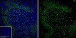 CD40 Antibody in Immunohistochemistry (Frozen) (IHC (F))