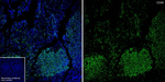 CD40 Antibody in Immunohistochemistry (Paraffin) (IHC (P))