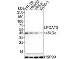 LPCAT3 Antibody in Western Blot (WB)