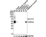 GLUT4 Antibody in Western Blot (WB)