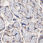 GDF15 Antibody in Immunohistochemistry (Paraffin) (IHC (P))