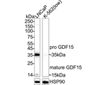 GDF15 Antibody in Western Blot (WB)