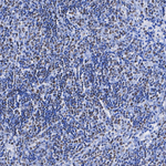 TCF7 Antibody in Immunohistochemistry (Paraffin) (IHC (P))