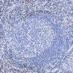 TCF7 Recombinant Rabbit Monoclonal Antibody (PSH10-10)