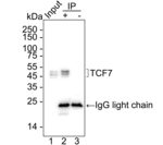 TCF7 Antibody in Immunoprecipitation (IP)