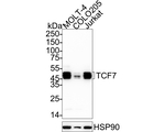 TCF7 Antibody in Western Blot (WB)