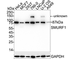 SMURF1 Recombinant Rabbit Monoclonal Antibody (PSH10-12)