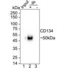 OX40 Antibody in Immunoprecipitation (IP)