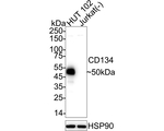 OX40 Antibody in Western Blot (WB)