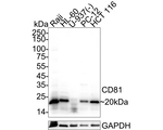 CD81 Antibody in Western Blot (WB)