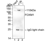 FOXM1 Antibody in Immunoprecipitation (IP)