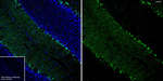 HOPX Antibody in Immunohistochemistry (Frozen) (IHC (F))