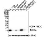 HOPX Antibody in Western Blot (WB)