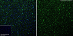 Glutamine Synthetase Recombinant Rabbit Monoclonal Antibody (PSH10-48)