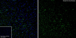 Glutamine Synthetase Antibody in Immunohistochemistry (Frozen) (IHC (F))