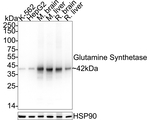 Glutamine Synthetase Antibody in Western Blot (WB)