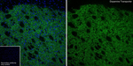 Dopamine Transporter Antibody in Immunohistochemistry (Frozen) (IHC (F))