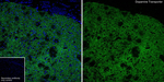 Dopamine Transporter Antibody in Immunohistochemistry (Frozen) (IHC (F))
