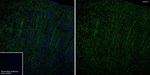 VAChT Antibody in Immunohistochemistry (Frozen) (IHC (F))
