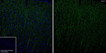 VAChT Antibody in Immunohistochemistry (Frozen) (IHC (F))