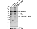 VAChT Antibody in Western Blot (WB)