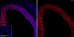 SOX1 Antibody in Immunohistochemistry (Frozen) (IHC (F))