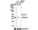 SOX1 Antibody in Western Blot (WB)