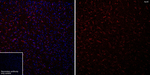 APOE Antibody in Immunohistochemistry (Frozen) (IHC (F))