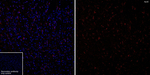 APOE Antibody in Immunohistochemistry (Frozen) (IHC (F))