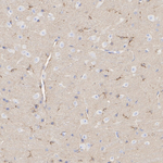 APOE Antibody in Immunohistochemistry (Paraffin) (IHC (P))