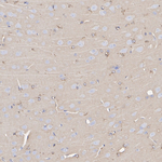 APOE Antibody in Immunohistochemistry (Paraffin) (IHC (P))